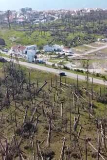 “Nada se compara com esta devastação”, Kristin destruiu o pinhal de Leiria como nem os incêndios tinham conseguido